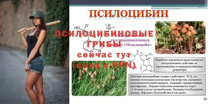 Псилоцибиновые грибы Magic Shrooms  Гудермес 